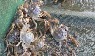 河螃蟹怎么养 河螃蟹怎么养殖方法