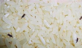 大米生虫去除最快方法 大米生虫怎么去除