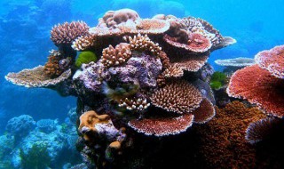 珊瑚是什么东西 珊瑚是什么东西是生物吗