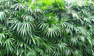棕竹的养殖方法和注意事项 棕竹寓意是什么