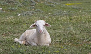 羊肉的功效与作用禁忌 羊肉什么人不能吃