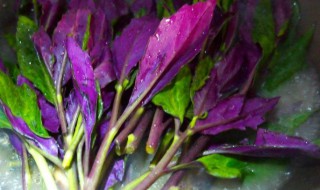 紫背天葵的做法技巧 紫背天葵怎么吃法
