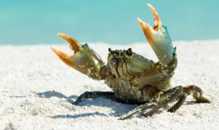 山螃蟹多少钱一斤 山螃蟹怎么做好吃