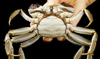 螃蟹和香蕉可以一起吃吗 螃蟹和香蕉可以一起吃吗会中毒吗
