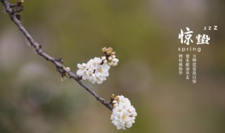 24节气惊蛰是什么意思（24节气惊蛰是什么意思当中的是什么意思）