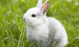 兔子有口臭怎么办 兔子有口臭是怎么回事
