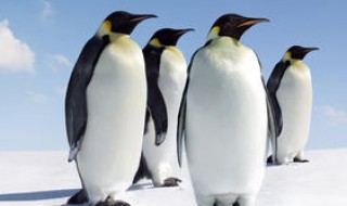 北极地区为什么没有企鹅 北极为什么没有帝企鹅
