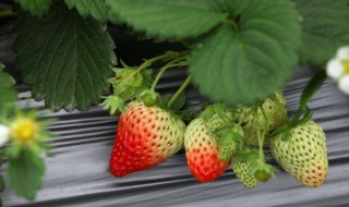 为什么草莓下面要包塑料膜 草莓为什么用塑料膜