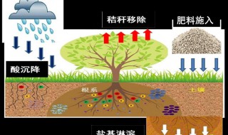 土壤肥料的作用是什么 土壤肥料的作用是什么呢