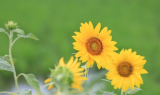 太阳花的生长特性 太阳花的生长习性