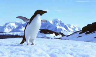 企鹅只生活在南极吗? 企鹅只生活在南极吗