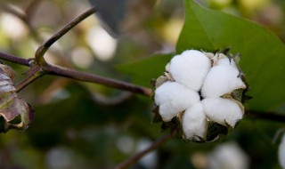 棉花生产什么 棉花生产在什么地区