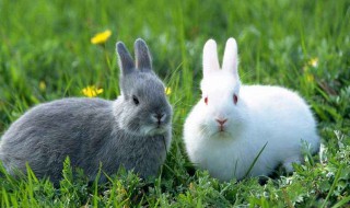 如何养兔 如何养兔子不臭