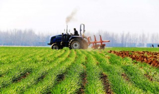 如何种植绿肥和利用绿肥的植物 如何种植绿肥和利用绿肥
