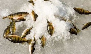 冰上怎样钓鱼 冰上钓鱼怎么调漂