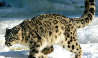 雪豹居住在东北的林海雪原里吗 雪豹居住在东北的林海雪原里吗图片