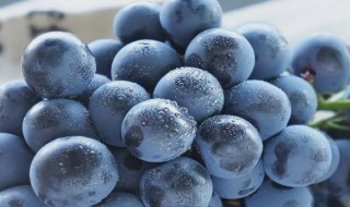 蓝莓葡萄是什么品种 云南蓝莓葡萄是什么品种