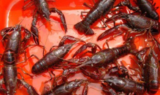 龙虾如何养殖 龙虾如何养殖小龙虾养殖技术