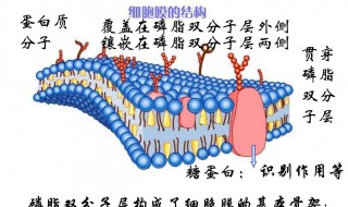细胞膜的结构特点 细胞膜的结构