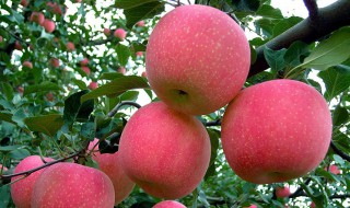 中国从什么时候开始种植苹果的 中国从什么时候开始种植苹果