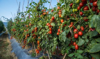 西红柿栽培方法 西红柿的修剪方法