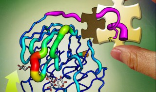 酶的化学本质是蛋白质和RNA吗? 酶的化学本质是