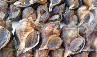 熟的海螺怎么保存方法 熟的海螺怎么存放
