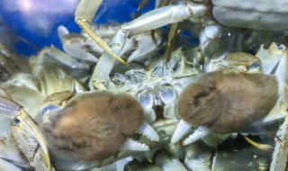 新鲜的青蟹怎么保存方法 新鲜青蟹怎么保存方法