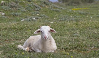 小羊羔怎么吃法 小羊羔的食用方法