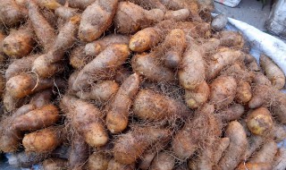 毛薯的种植方法 毛薯的种植方法视频