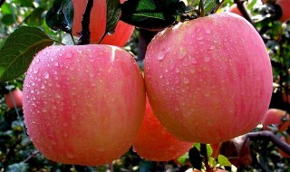 苹果营养价值及功效 金帅苹果营养价值及功效
