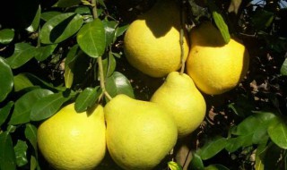 柚子的营养价值与功效 柚子的营养价值与功效和副作用
