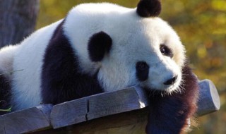 怎么介绍大熊猫? 怎么介绍大熊猫作文