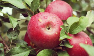 芭乐和苹果的营养价值 芭乐和苹果哪个更减肥