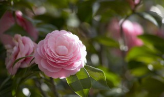 花上的蚜虫怎么治 月季花上的蚜虫怎么治