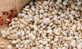 生薏米的功效与作用 生薏米的功效与作用的功能与主治