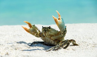 海螃蟹开锅蒸多久最佳时间 海螃蟹怎么蒸