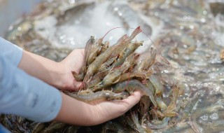 对虾和基围虾的区别 对虾和基围虾哪个贵