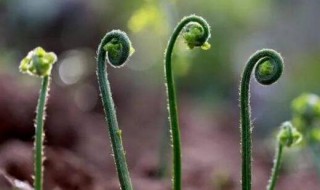 蕨菜怎么保存到下半年（蕨菜怎么保存到下半年又新鲜）