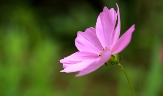 格桑花是什么（格桑花是什么歌）