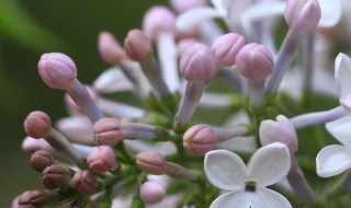 丁香花种子怎么种植 丁香花种子怎么种植视频