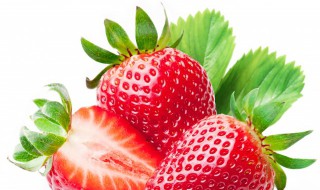 怎么种草莓苗 用草莓怎么种草莓苗