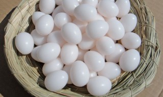 鸽子蛋的功效与作用 鸽子的功效与营养价值