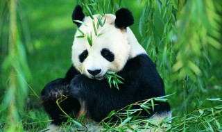 大熊猫英语怎么读音发音 大熊猫英语怎么读