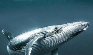 鲸鱼的祖先（鲸鱼的祖先进化图）