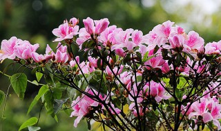 杜鹃花什么季节开（一年四季都开的花）