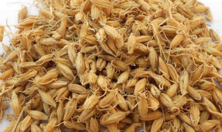 生麦芽疏肝最强配方 麦芽的功效与作用禁忌