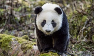 大熊猫生活环境特点 大熊猫生活环境特点是怎样的