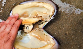 蚌壳肉的功效与作用 河蚌男人吃了壮阳补肾吗