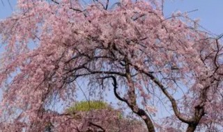 樱花树怎么种植 樱花树种植生长条件